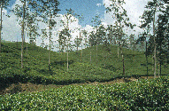 Die hohen Bäume (Mutterbäume genannt) beschatten die Teebüsche